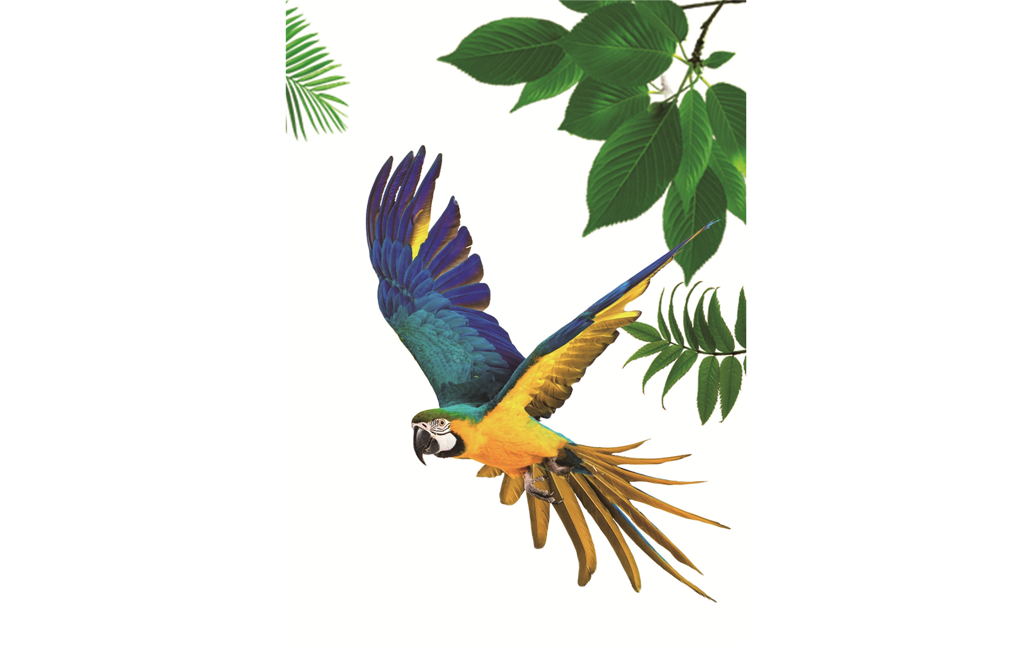 Exotic Parrot on Leaf