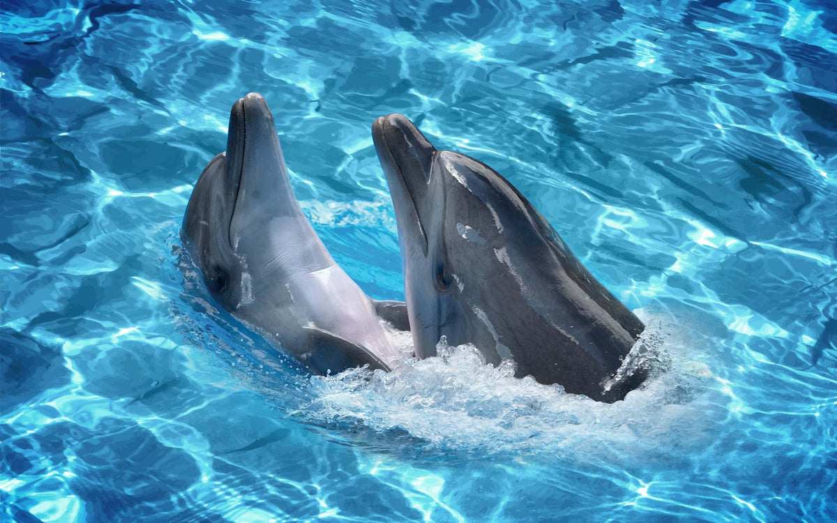 Two Dolphins Swimming