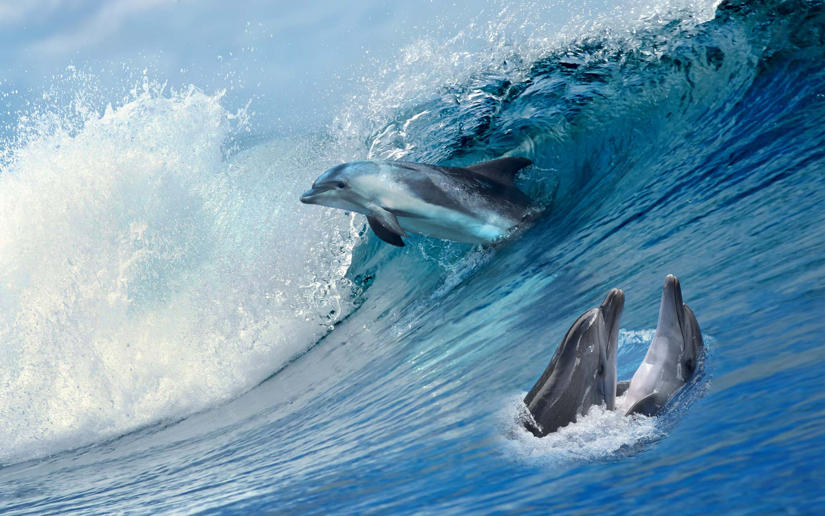 Three Dolphins Playing on the Ocean