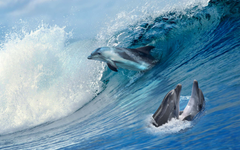 Three Dolphins Playing on the Ocean