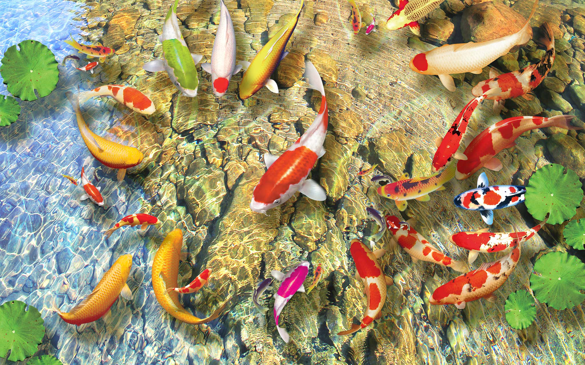 Colorful Fishes Swimming on a Pond
