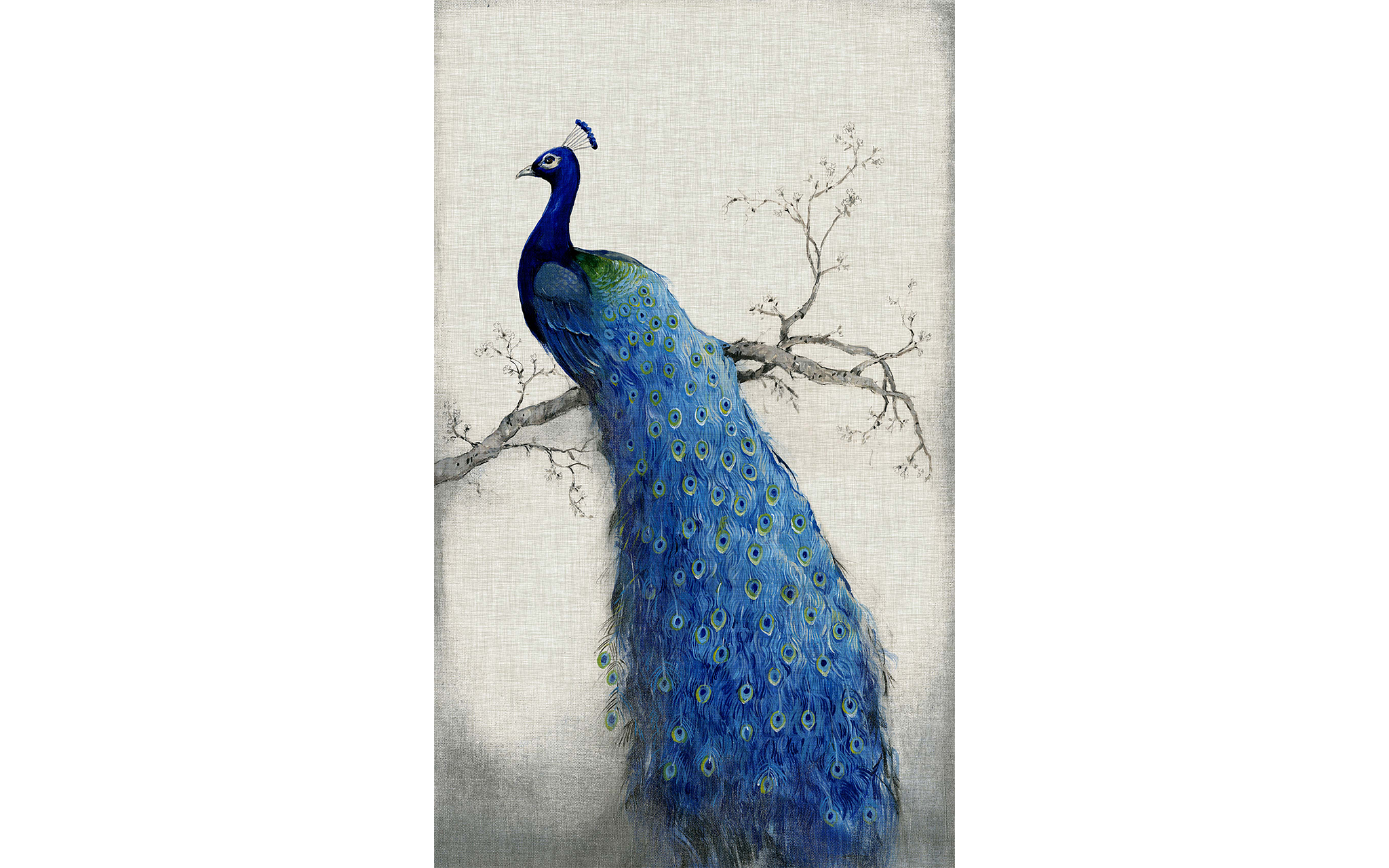 Blue Peacock