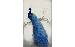 Blue Peacock